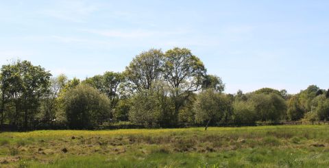 Green meadow surrounded by woodland and blue sky