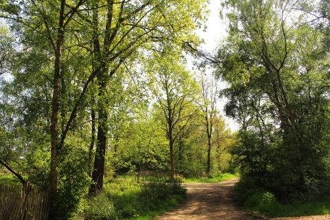 Peaceful woodland walking trail in Gloucestershire, the Cotswolds. Sightseeing and wildlife spotting for couples, families and groups