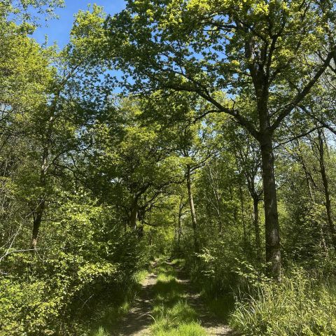 private woodland walk with plenty of nature to explore