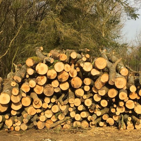 Seasoned dry log pile on a warm day