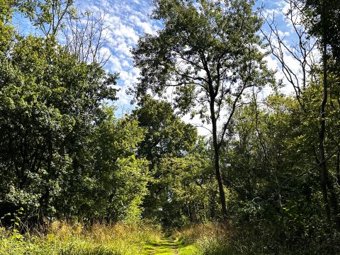 Thriving natural space in the countryside with pathways through grass, ancient trees and wildlife near the Cotswold Way National Trail